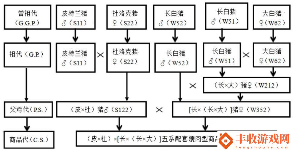 豬群爭霸賽