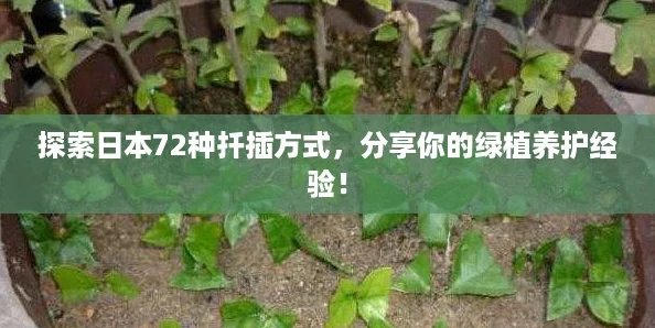 探索日本72種扦插方式分享你的綠植養(yǎng)護經(jīng)驗！